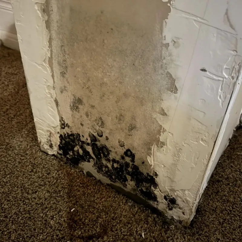 Professional Mold Removal in Mercer County, ND